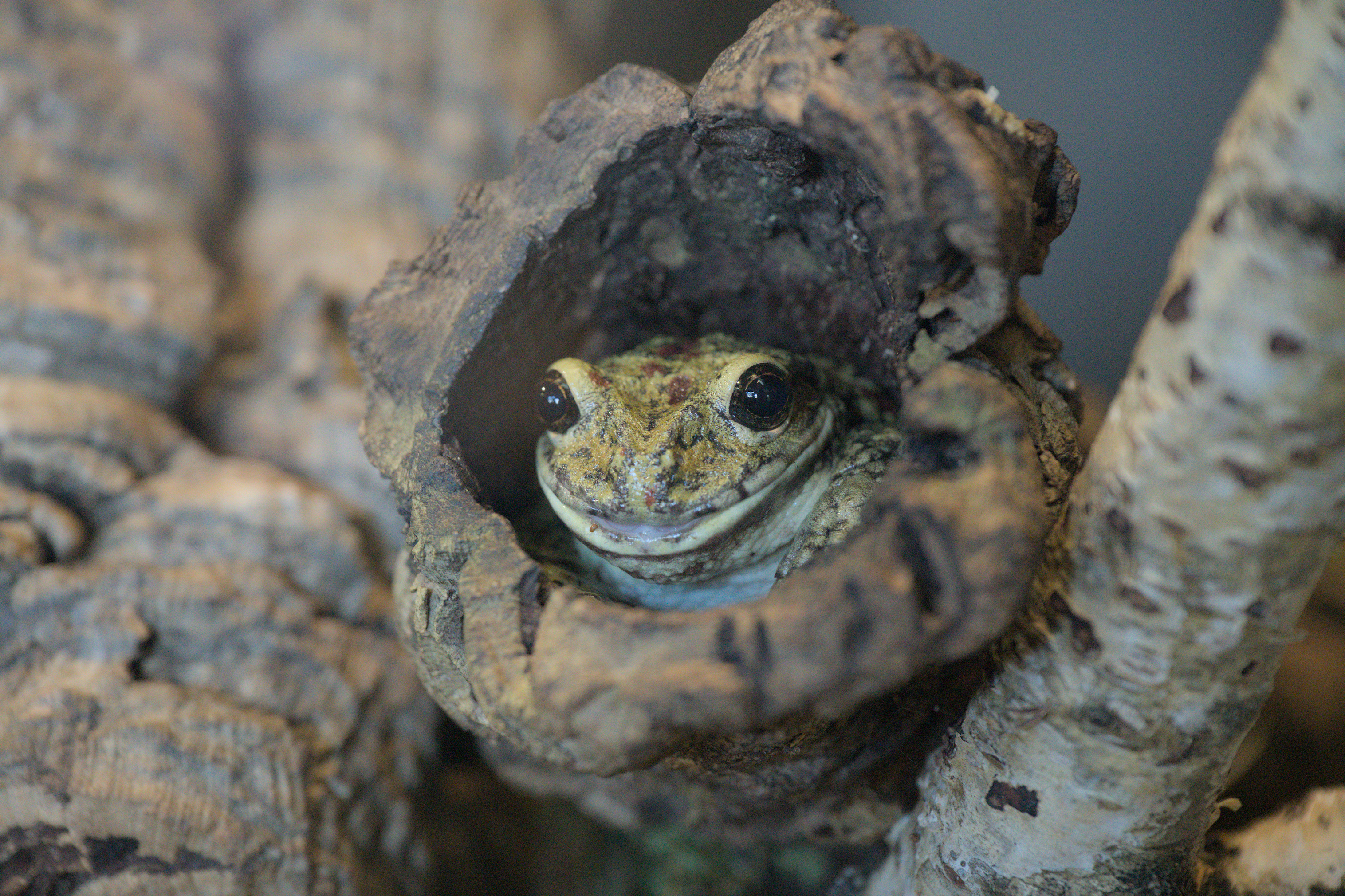 2025/10/12 - zoo/DSC_0167.jpg